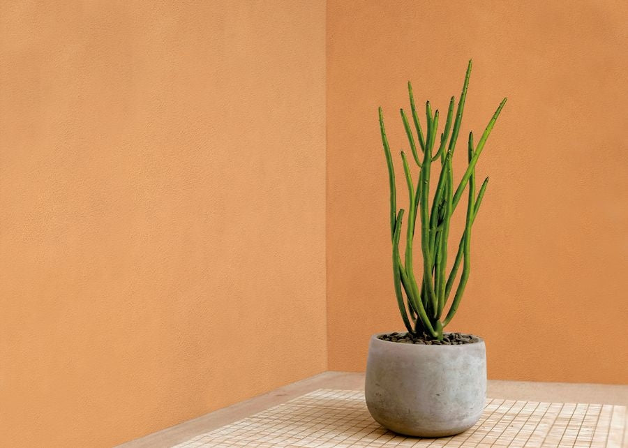 Meteore 10 Intonaco